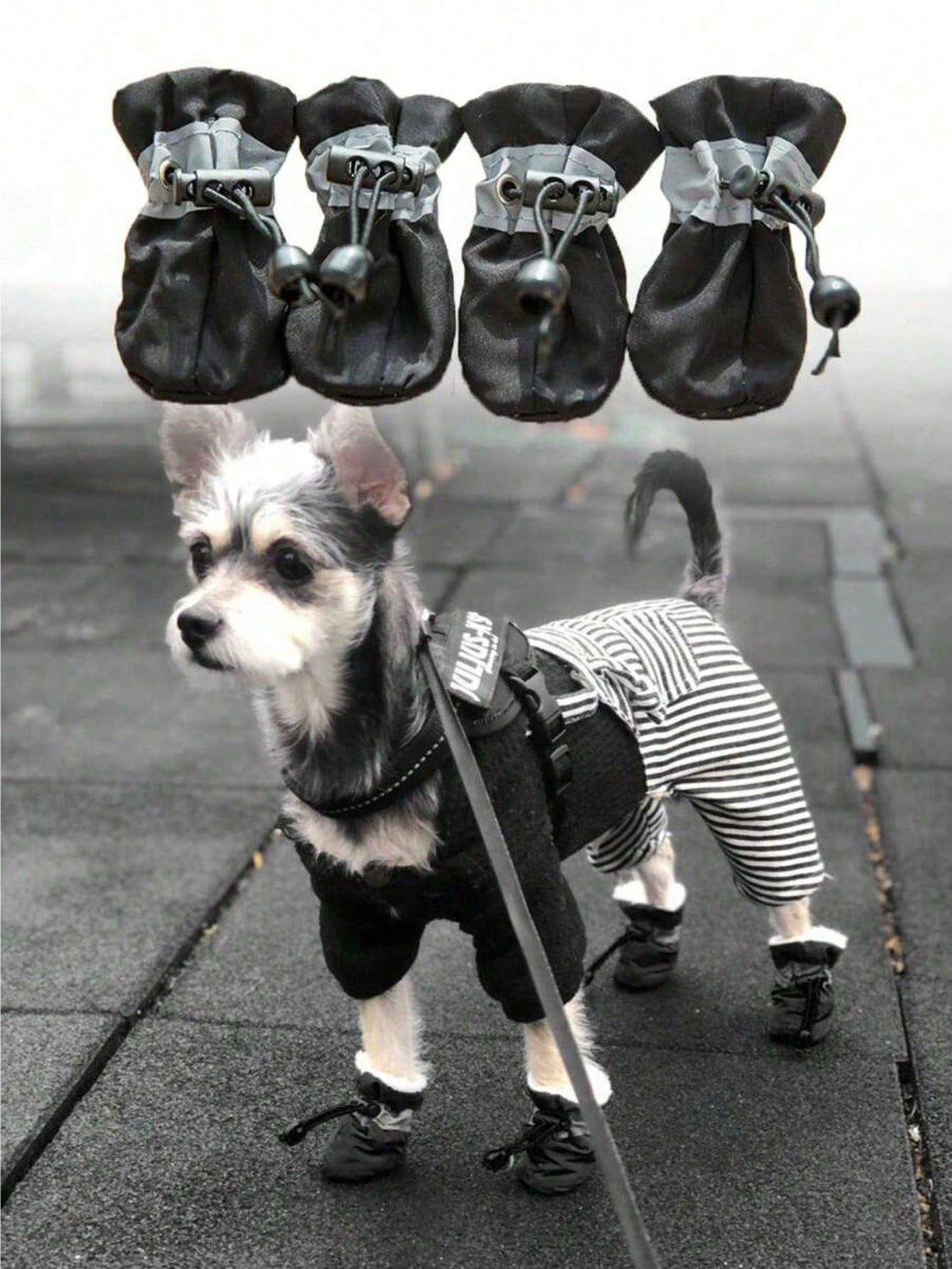 Dog Shoes