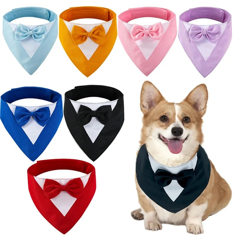 Dog Collar